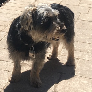 Fundraising Page: Barb McGillis